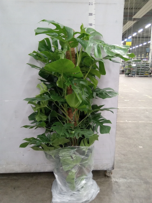 <h4>Monstera pertusum</h4>
