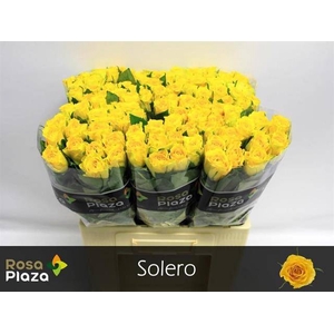 R Gr Solero
