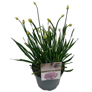Allium 'Millenium'® sense
