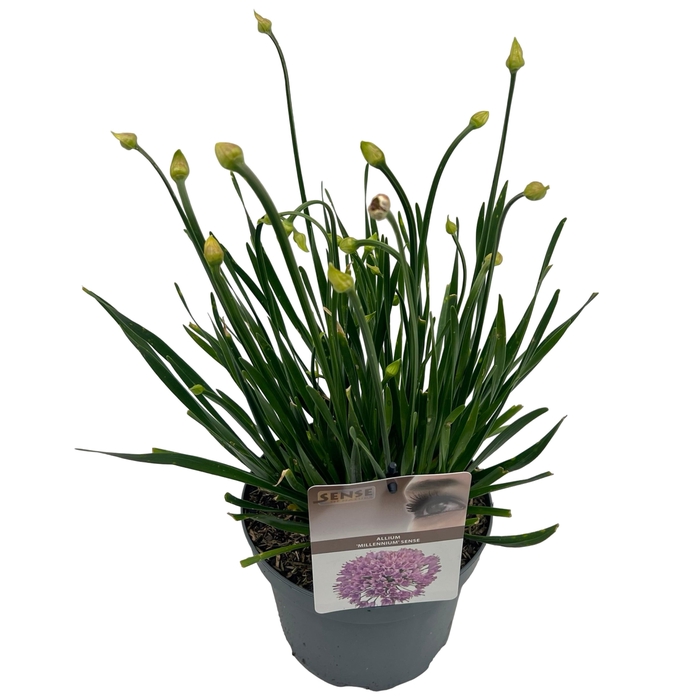 <h4>Allium 'Millenium'® sense</h4>