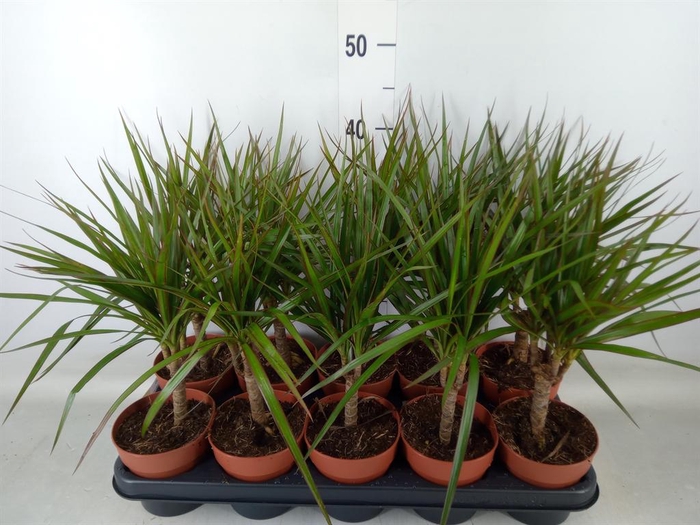 <h4>Dracaena marg.</h4>