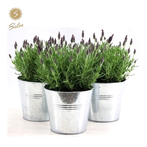 Lavandula st. 'Anouk'® Collection P15 in Zinc Old-Look