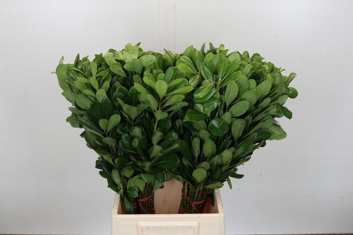 <h4>Pittosporum Nurit</h4>