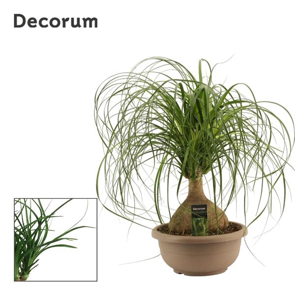 <h4>Beaucarnea bol 30 cm (Decorum)</h4>
