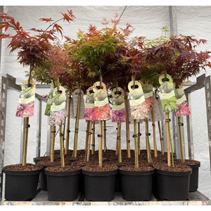Acer Palmatum Mixkar