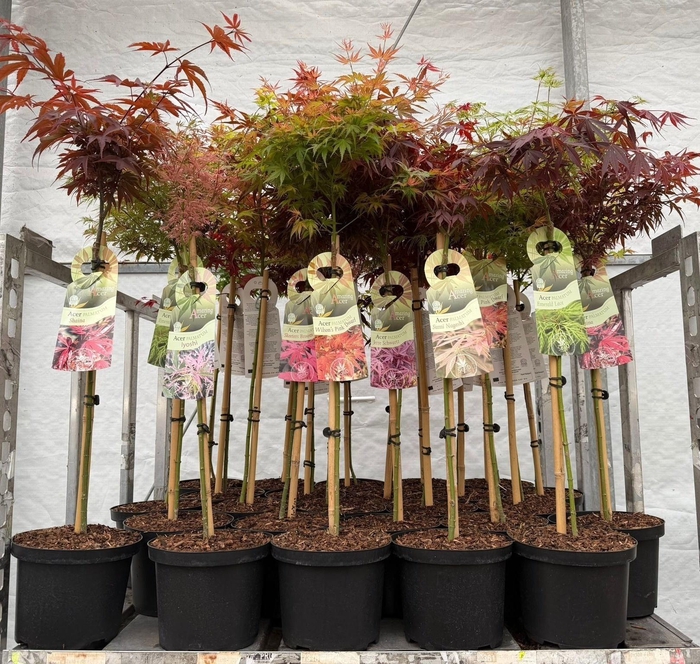 <h4>Acer Palmatum</h4>