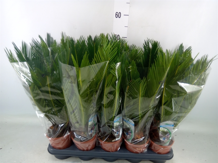 <h4>Cycas revoluta</h4>