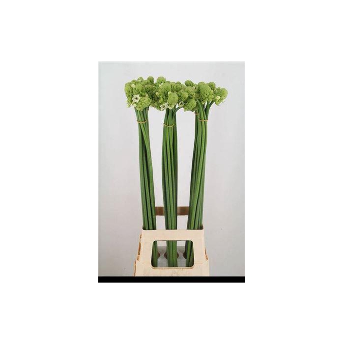 <h4>Ornit Saundersiae</h4>