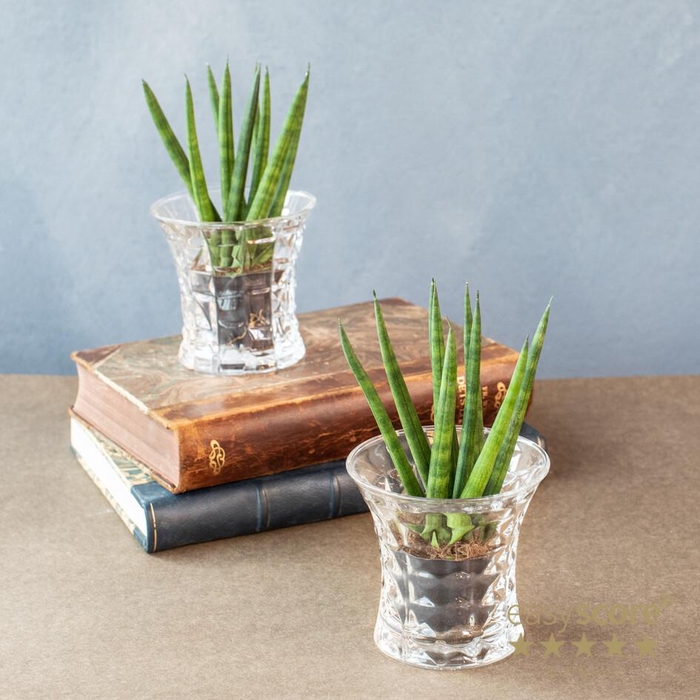 <h4>Crystal Glass Creations 6cm</h4>