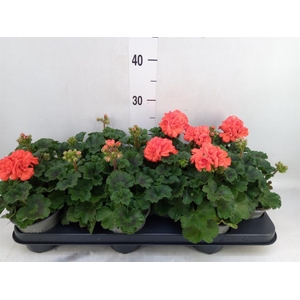 Pelargonium zona. 'ToscaSil Lisa'