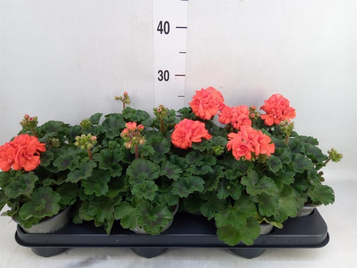 <h4>Pelargonium zona. 'ToscaSil Lisa'</h4>