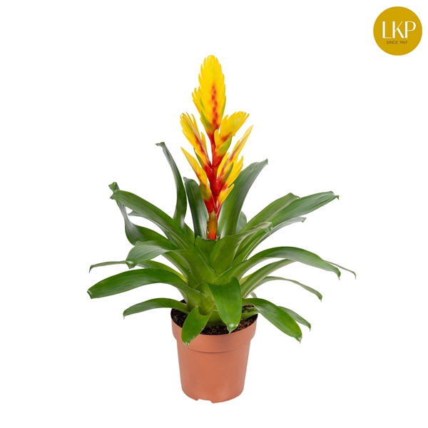 <h4>Vriesea Int Yellow Flame Geel (Met Hoes)</h4>