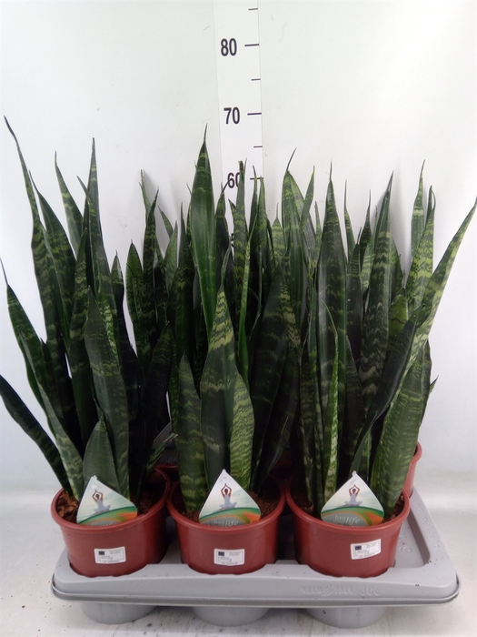 <h4>Sansevieria trifa. 'Black Coral'</h4>