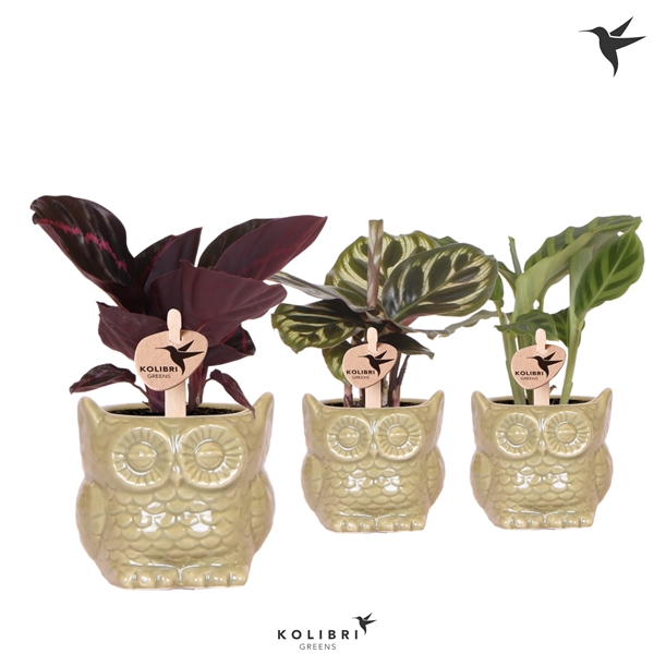 <h4>Kolibri Greens Calathea mix in Owl pot green</h4>