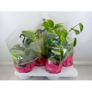 Epipremnum pinn.   HG  ...mix
