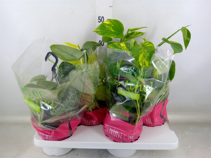 <h4>Epipremnum pinn.   HG  ...mix</h4>