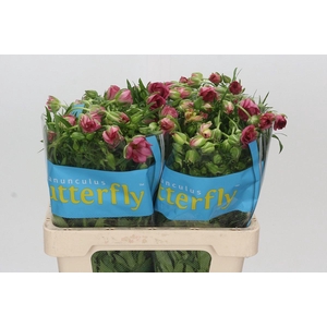 Ranunculus Butterfly Lycia