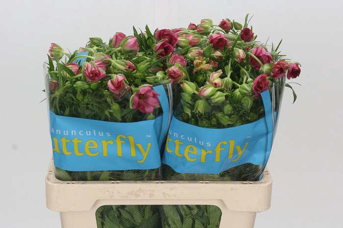 <h4>Ranunculus Butterfly Lycia</h4>