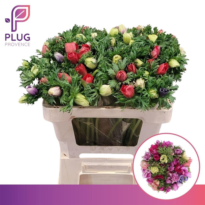 <h4>Anem Marianne Mix</h4>