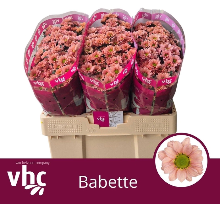 <h4>Chr S Babette 1000gr</h4>