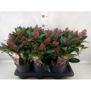 Skimmia jap. 'Rubella'