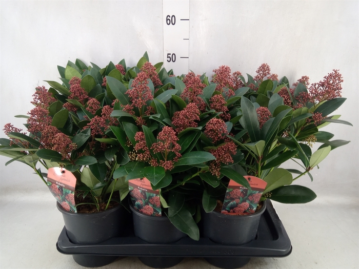 Skimmia jap. 'Rubella'