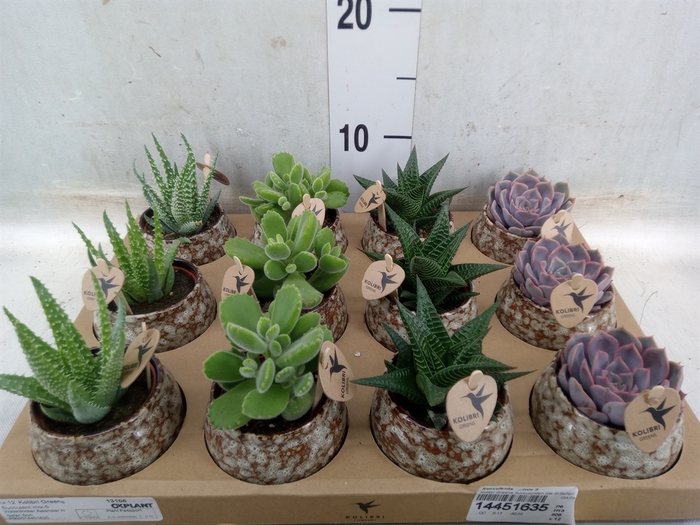 <h4>Succulents   ...mix 3</h4>