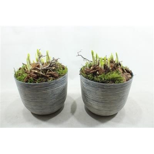 3231 PLASTIC WW STREEP GREY X6