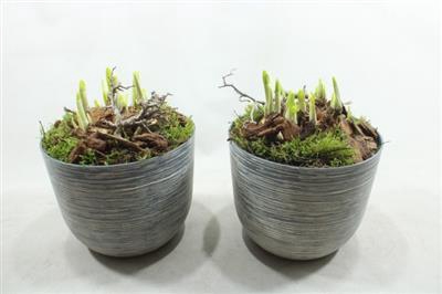 <h4>3822 POT WW STREEP TETE</h4>