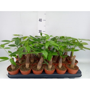 Pachira aquatica