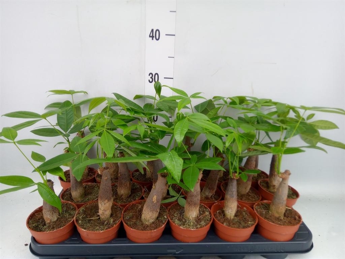 <h4>Pachira aquatica</h4>