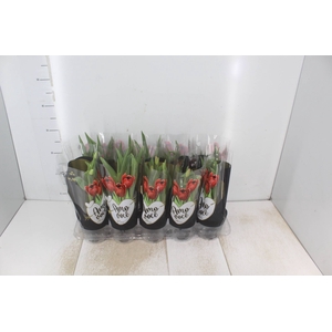 TULIPA VARIADO P12