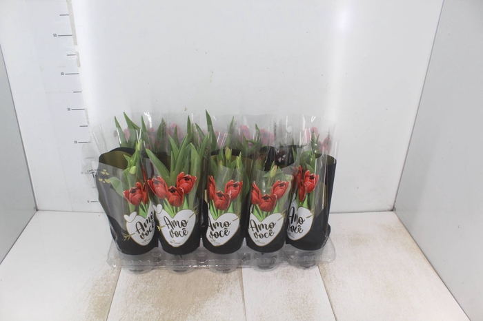 <h4>TULIPA VARIADO P12</h4>