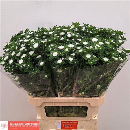 <h4>Callis Seren White 80cm</h4>