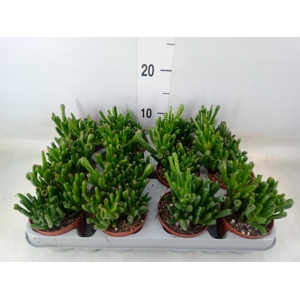 Crassula ovata 'Gollum'