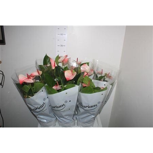 Anthu A Mystique 5 Bloemen+
