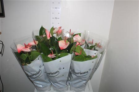 <h4>Anthu A Mystique 5 Bloemen+</h4>