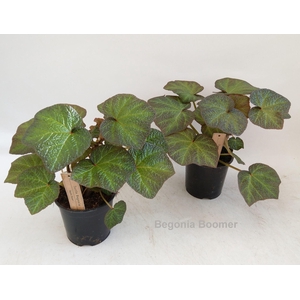 Begonia