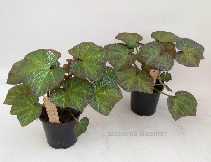 <h4>Begonia</h4>