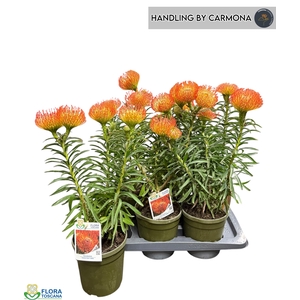 LEUCOSPERMUM OV