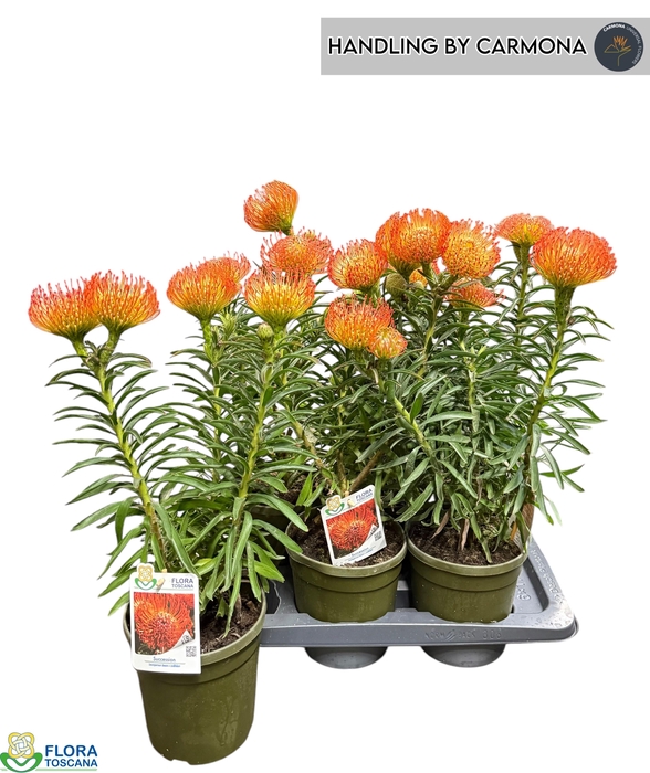 <h4>LEUCOSPERMUM OV</h4>