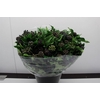 Hedera overig met bes