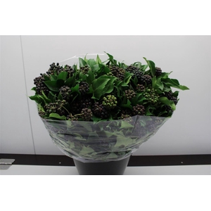 Hedera overig met bes