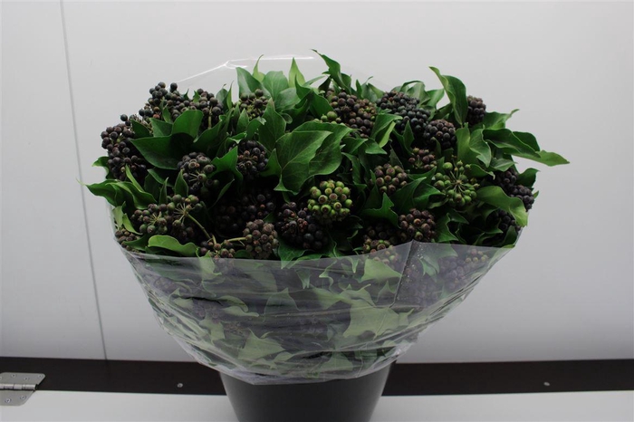 <h4>Hedera overig met bes</h4>