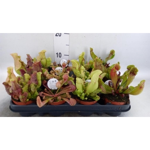 Sarracenia   ...