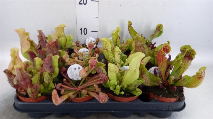 <h4>Sarracenia ...</h4>