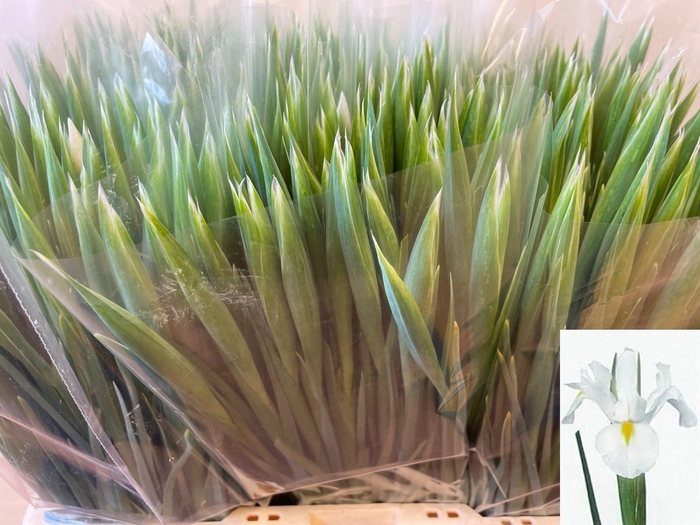 <h4>IRIS WHITE MAGIC</h4>