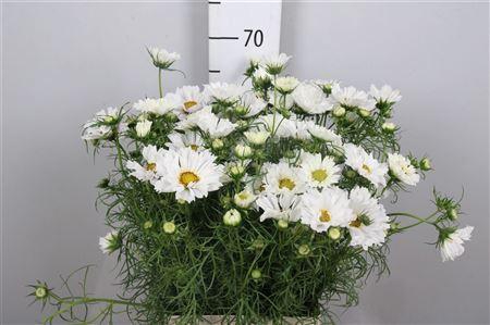 <h4>Cosmos Bipin White</h4>