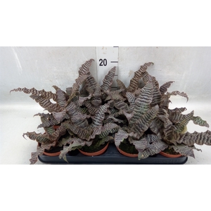 Cryptanthus zonatus