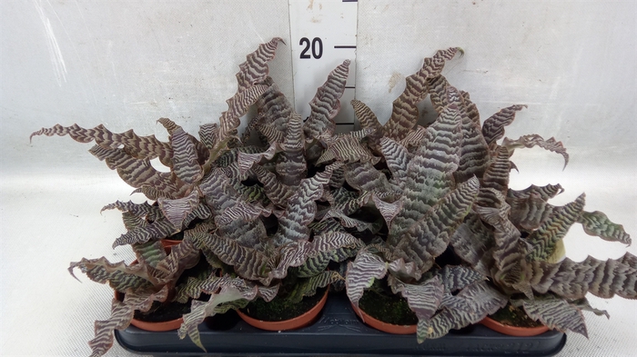 <h4>Cryptanthus zonatus</h4>